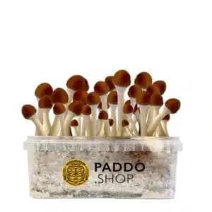 Paddo.shop screenshot 1